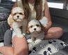Cavapoo chiots