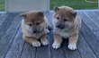 Shihba inu