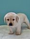 Labrador