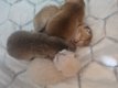 4 chatons British Shorthair Golden à vendre