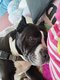 Donner Femelle American Bully