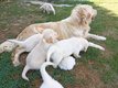 Magnifiques chiots Golden Retriever