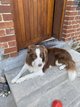 Chien border collie à donner