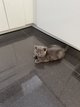 British shorthair à donner