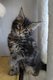 Magnifiques chatons maine coon disponibles