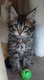 Dernier chaton maine coon disponible