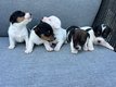 Superbe portée de Jack Russell