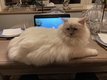Birman Lilac Tabby