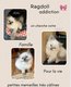 Magnifiques petits Ragdoll point et mini