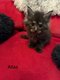 Chatons Maine Coon