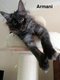 Chatons Maine Coon (mâle et femelle)