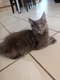 Chaton femelle, couleur bleu solide
