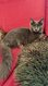 Chaton femelle, couleur bleu solide