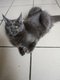 Chaton femelle, couleur bleu solide