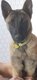 Malinois à vendre