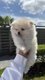 Adorable spitz nain mâle