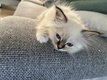 Chatons Birmans