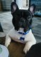Magnifique mâle avec pedigree 4 ans bouledogue...