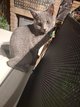 Magnifiques chatons Chartreux Mâle disponible de...
