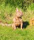 Bouledogue Français
