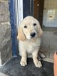 Chiot golden retriever à donner contre bon soins