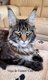 Magnifique jeune femelle Maine Coon.