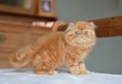 Adorable petit persan