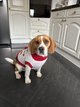 Beagle mâle