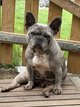 Femelle bouledogue francais à donner