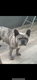 Femelle bouledogue francais