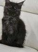 Baby Coon's 🥰
