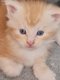Bébés Maine Coons