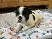 Bouledogue français à réserver