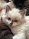 Chatons Sibériens à vendre (4 femelles & 1...