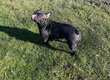 Bouledogue français