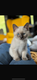 Chaton Siamois blue point