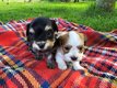 Chiots Bichon tout mignon