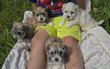 Chiots Bichon tout mignon