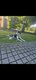 Husky sibérien à vendre
