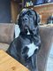 Chiots Cane Corso à vendre