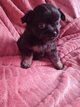 Chihuahua à réserver