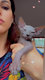 Superbes sphynxs