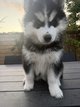 Trois magnifique huskys