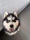 Deux magnifique huskys