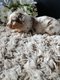 Magnifiques chiots Bergers australiens type...