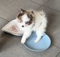 Magnifiques petits spitz aux yeux bleus