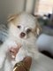 Magnifiques petits spitz aux yeux bleus