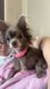 Chihuahua à vendre 300