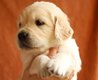 Irrésistibles chiots Golden retriever