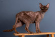 Magnifiques Chatons Devon Rex